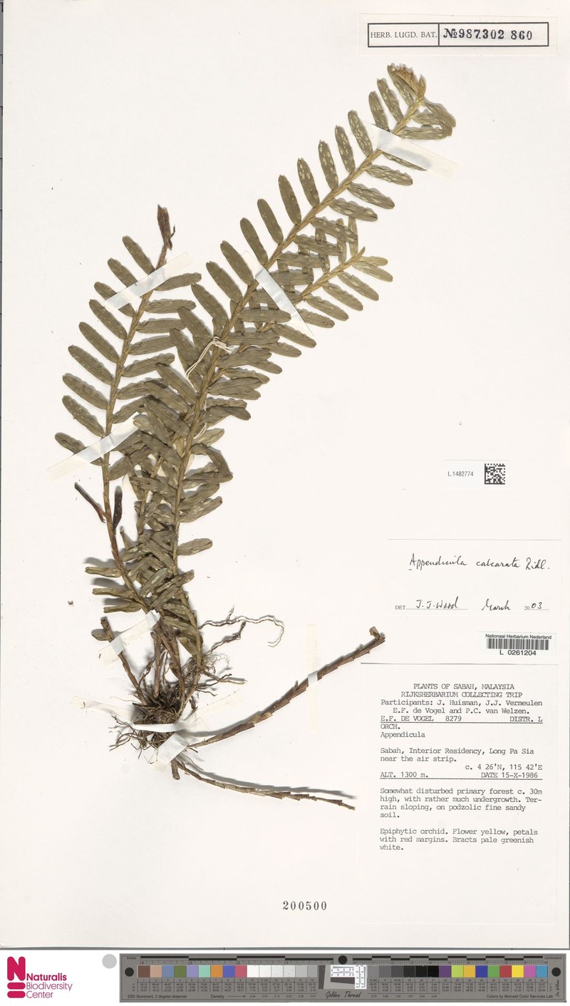 Appendicula calcarata photo 2