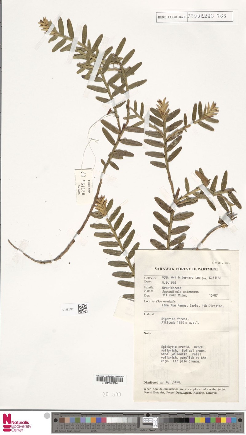 Appendicula calcarata photo 3