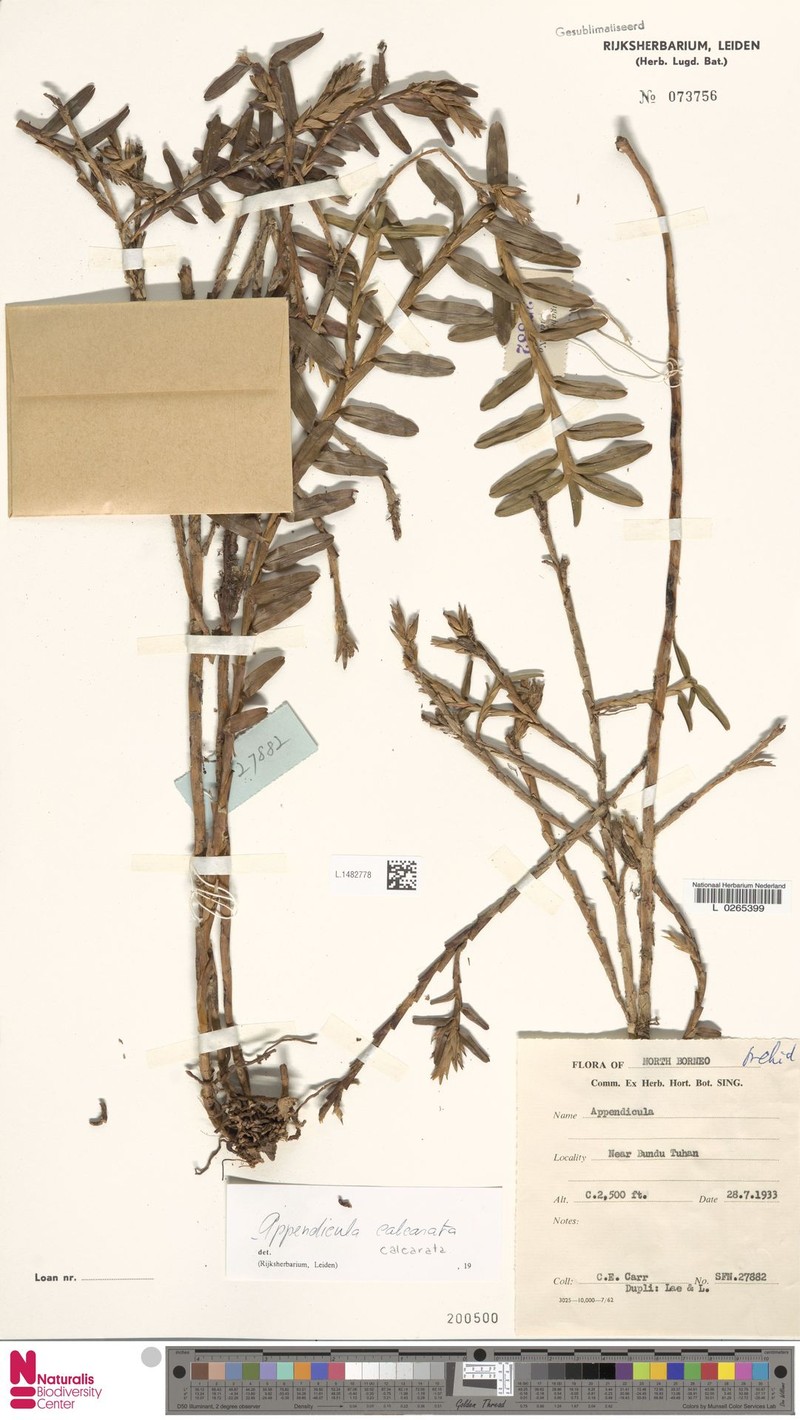 Appendicula calcarata photo 4