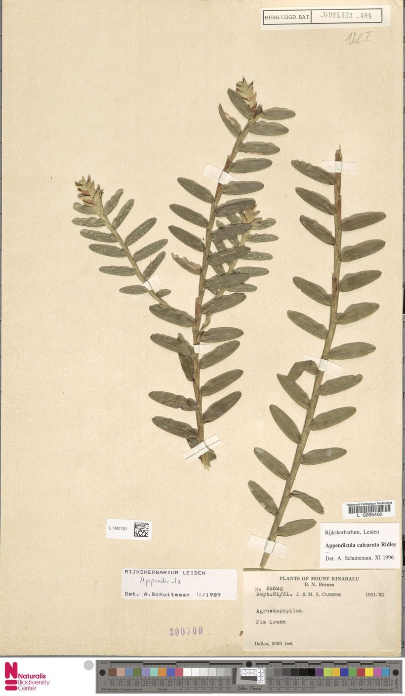 Appendicula calcarata photo 5