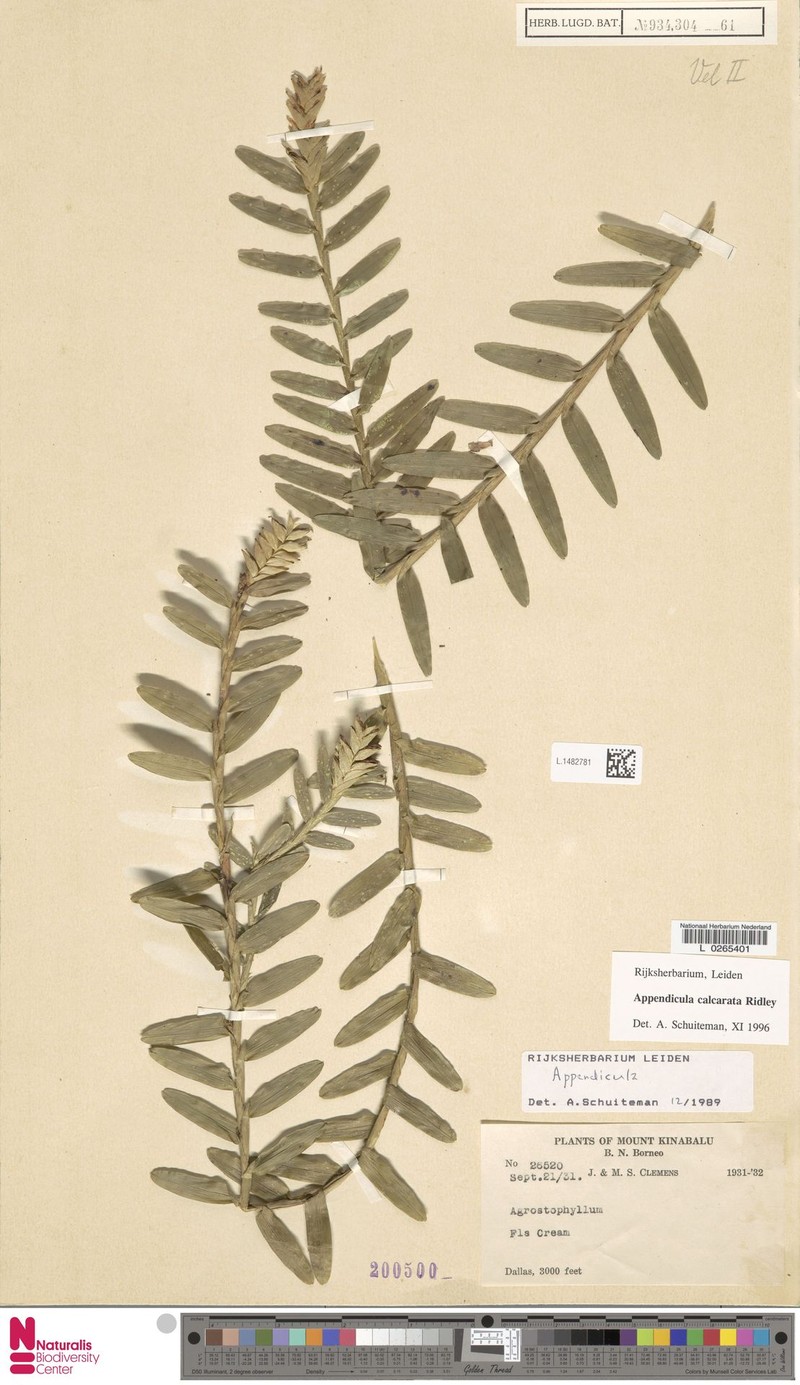 Appendicula calcarata photo 6