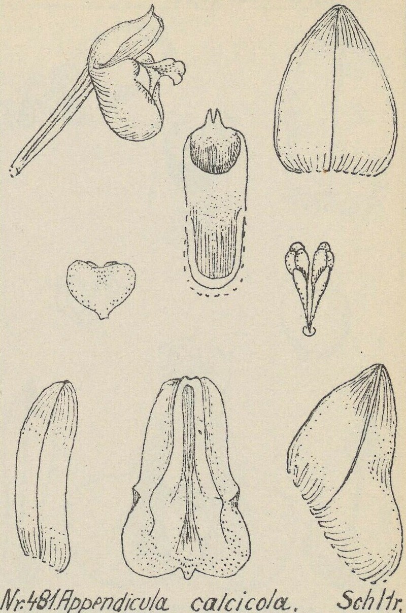 Appendicula calcicola
