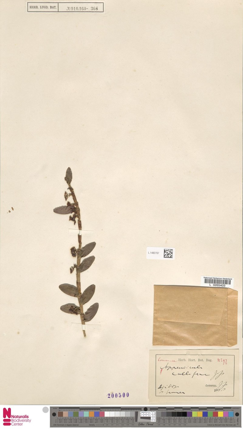 Appendicula callifera