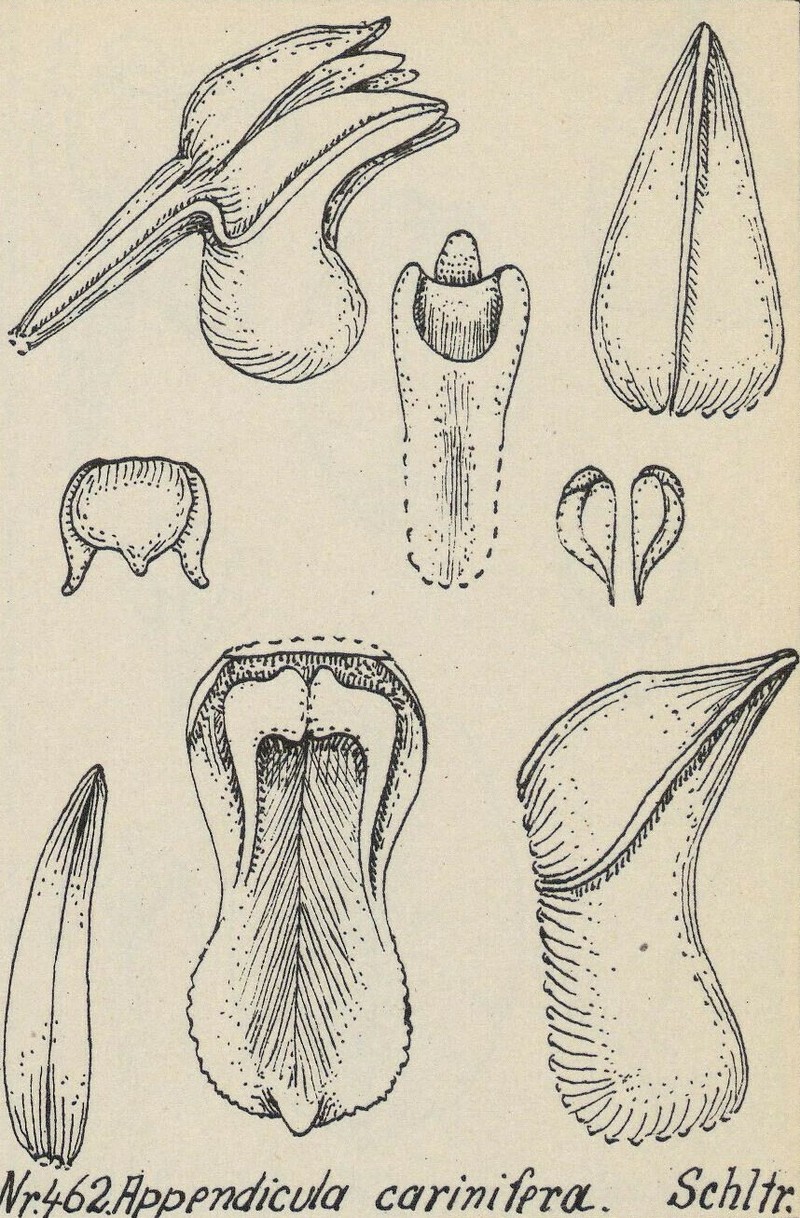 Appendicula carinifera