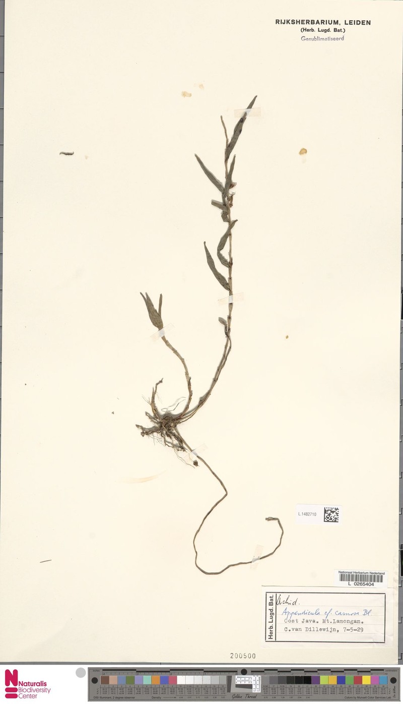 Appendicula carnosa