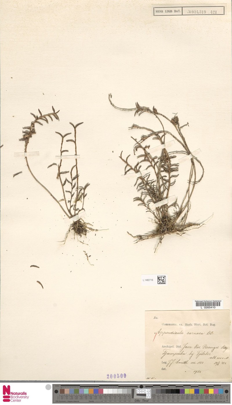 Appendicula carnosa photo 2