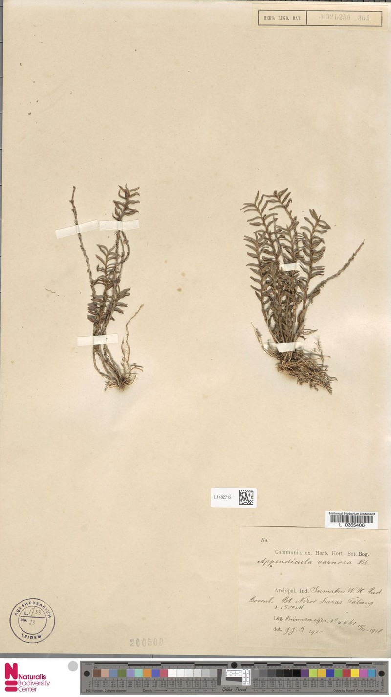 Appendicula carnosa photo 3