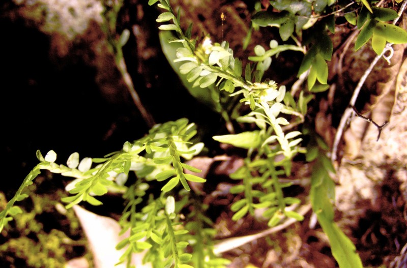 Appendicula celebica photo 3