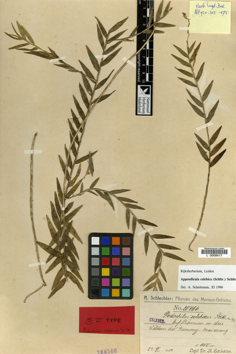 Appendicula celebica