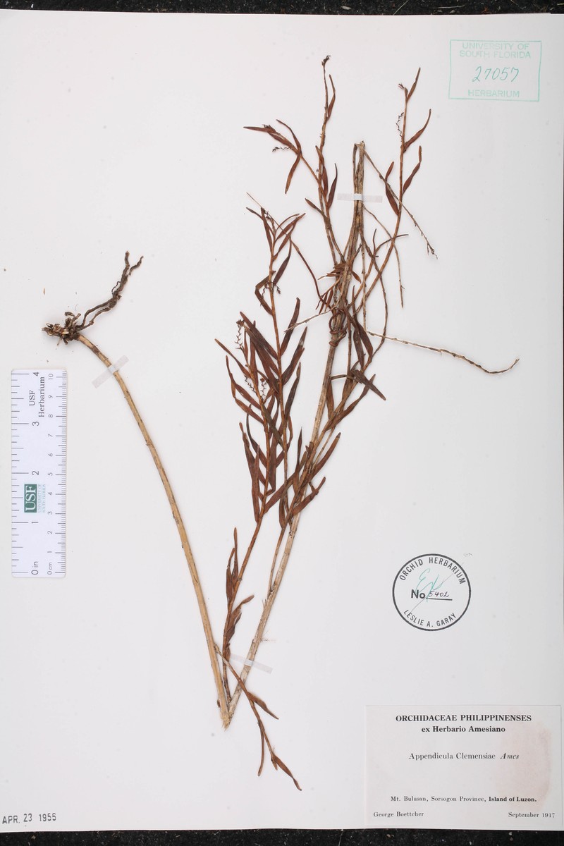 Appendicula clemensiae