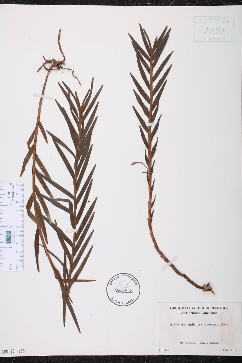 Appendicula clemensiae photo 2
