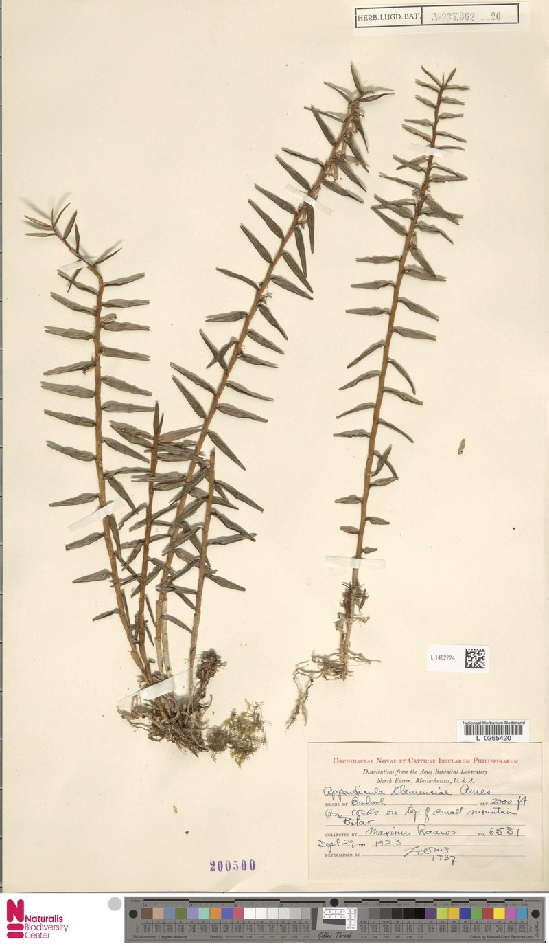 Appendicula clemensiae photo 3