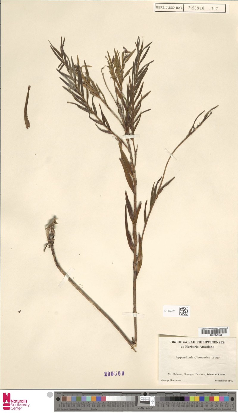 Appendicula clemensiae photo 4