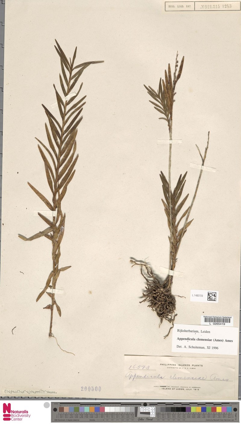 Appendicula clemensiae photo 6