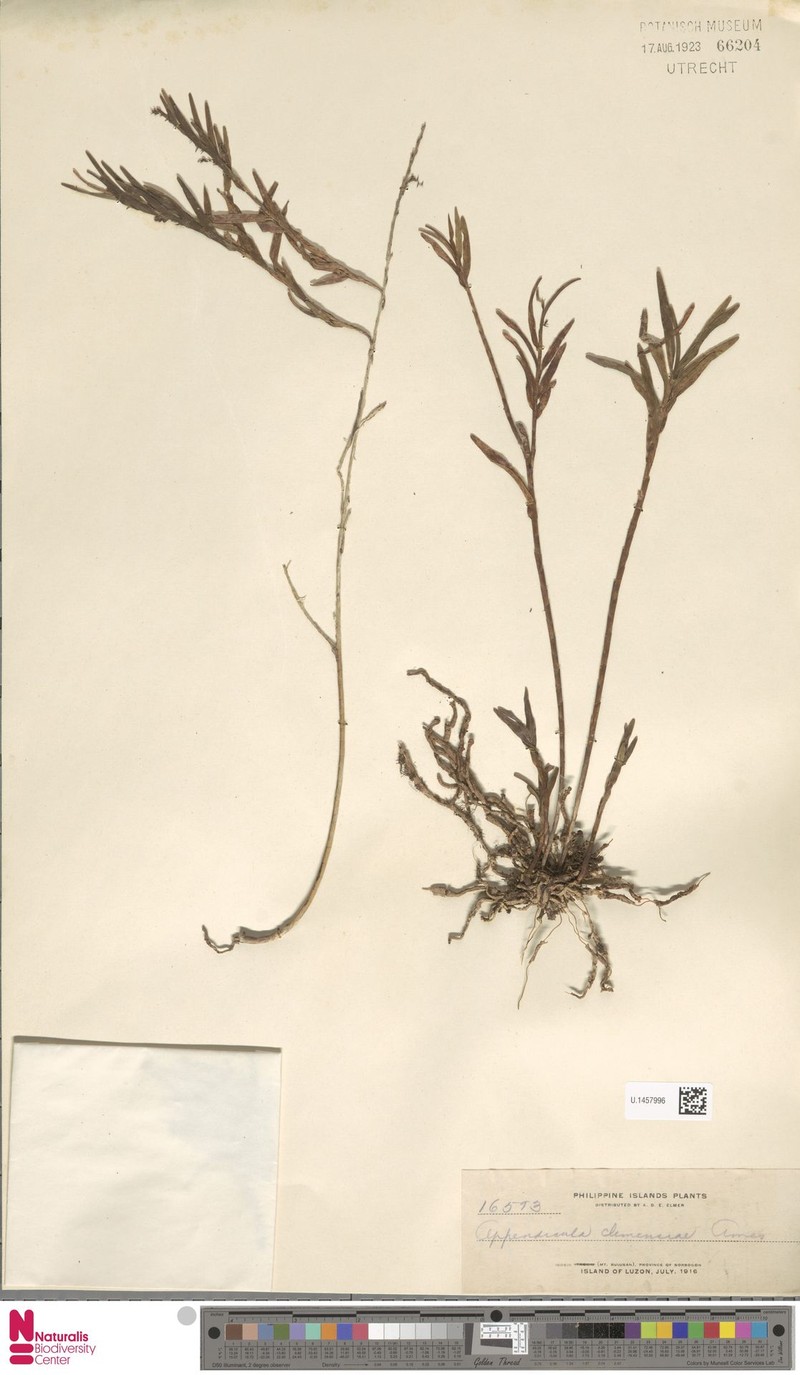 Appendicula clemensiae photo 7