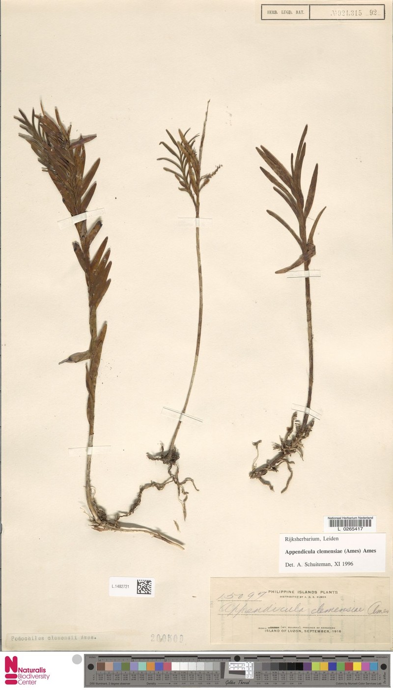 Appendicula clemensiae photo 8