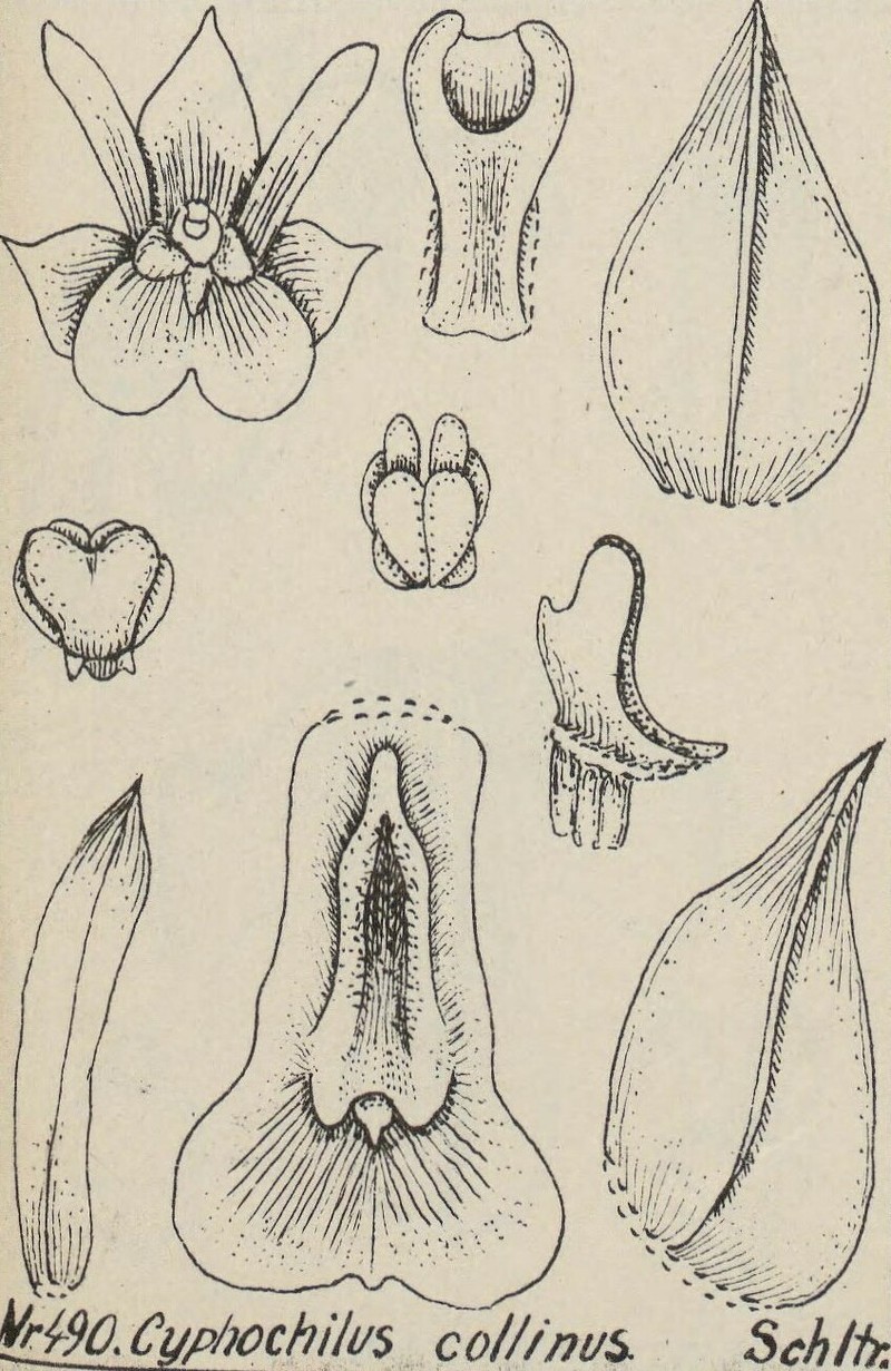 Appendicula collina