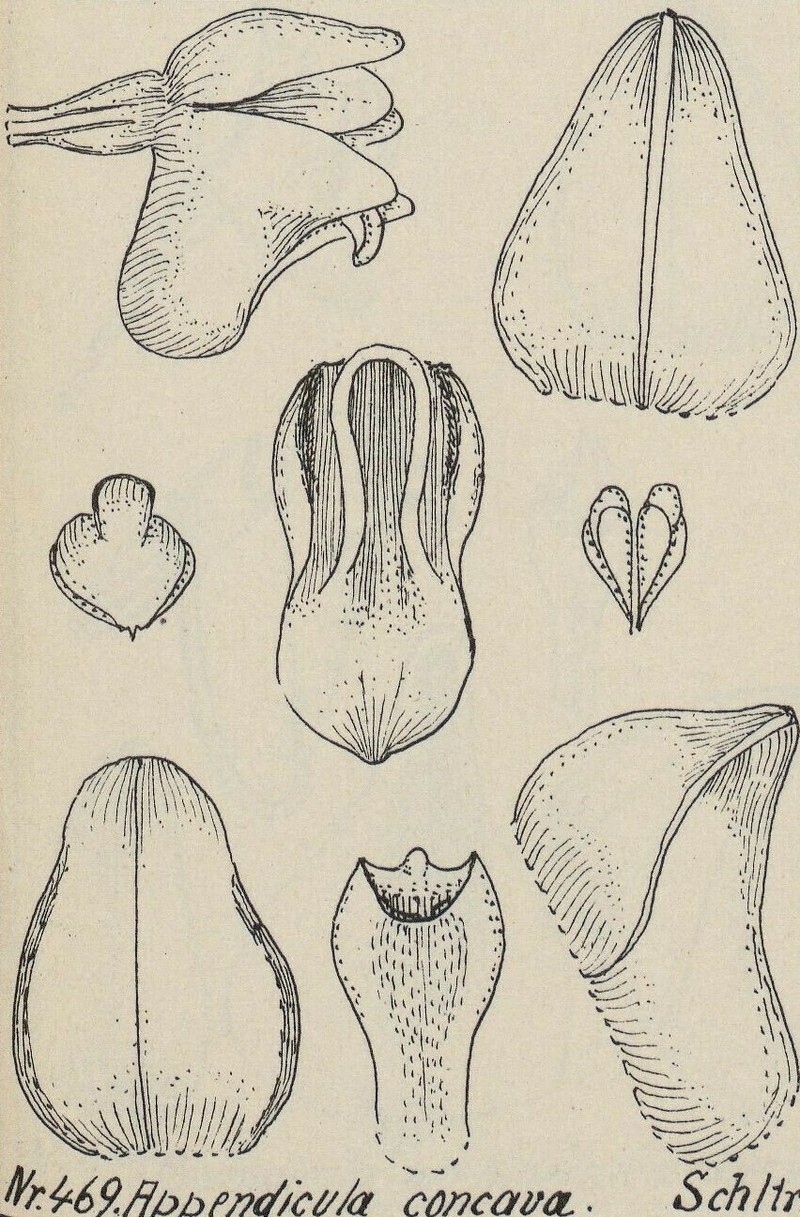 Appendicula concava