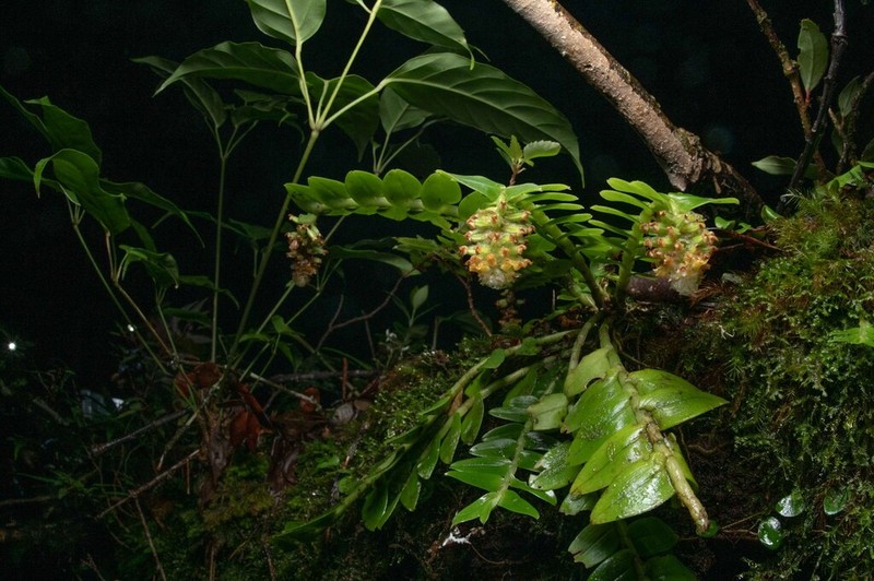 Appendicula congesta