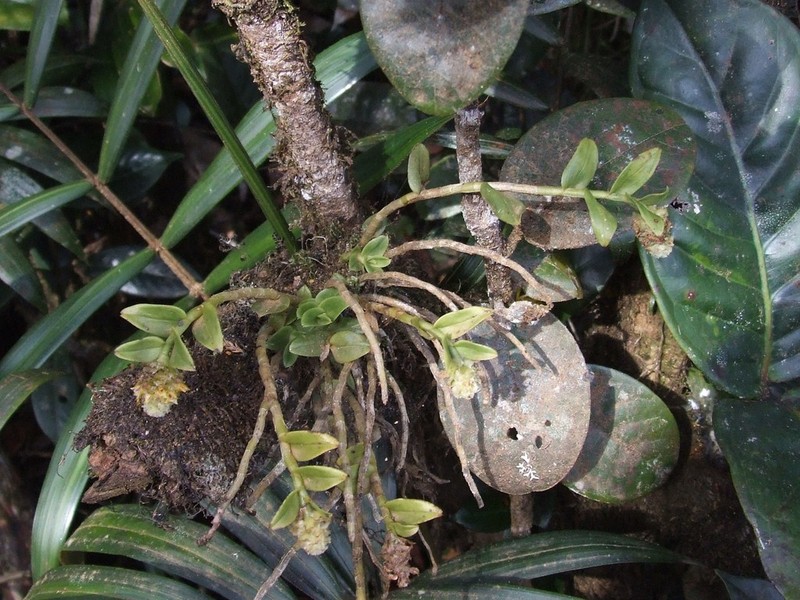 Appendicula congesta photo 3