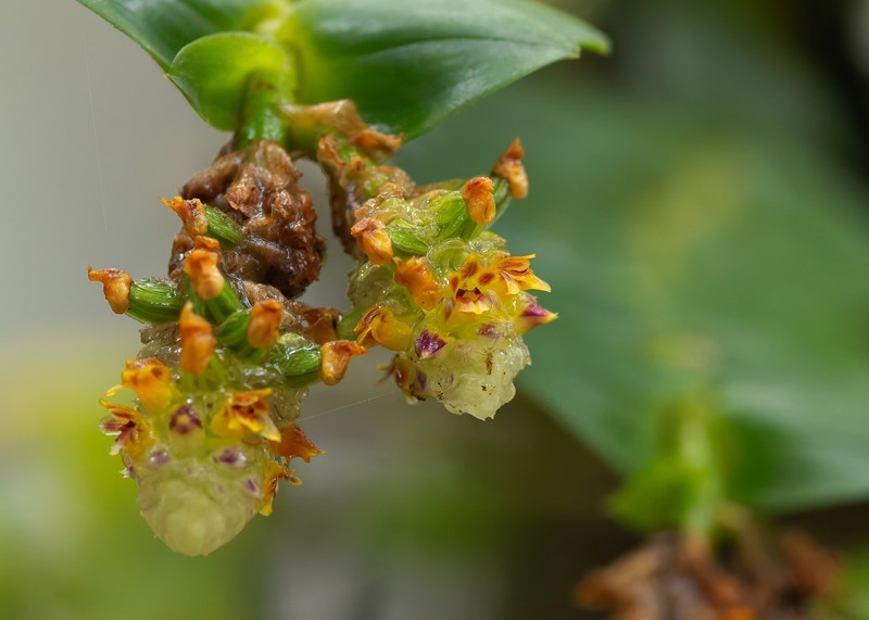 Appendicula congesta photo 4