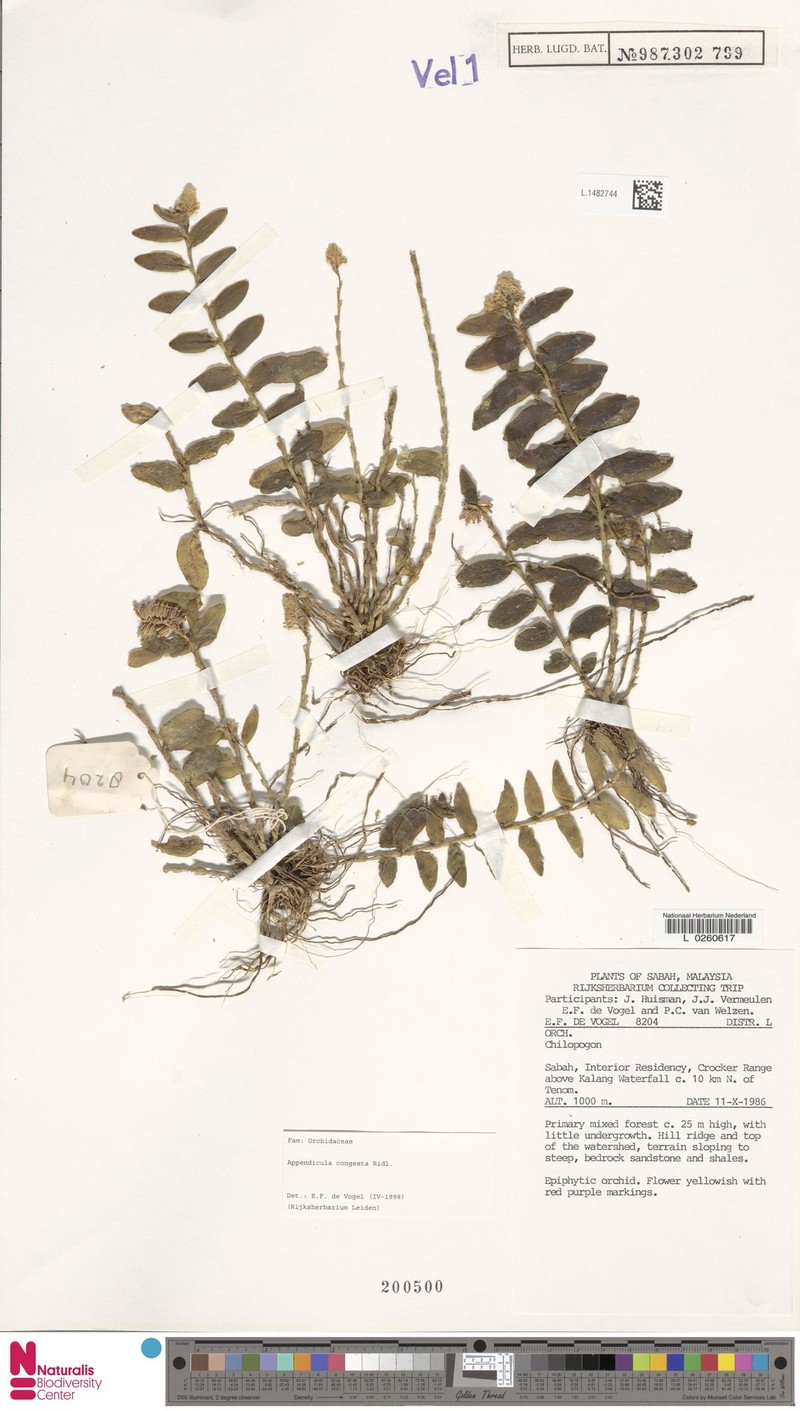 Appendicula congesta photo 5