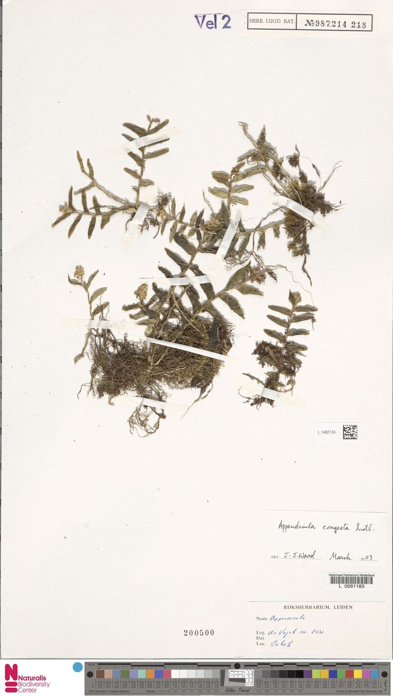 Appendicula congesta photo 7