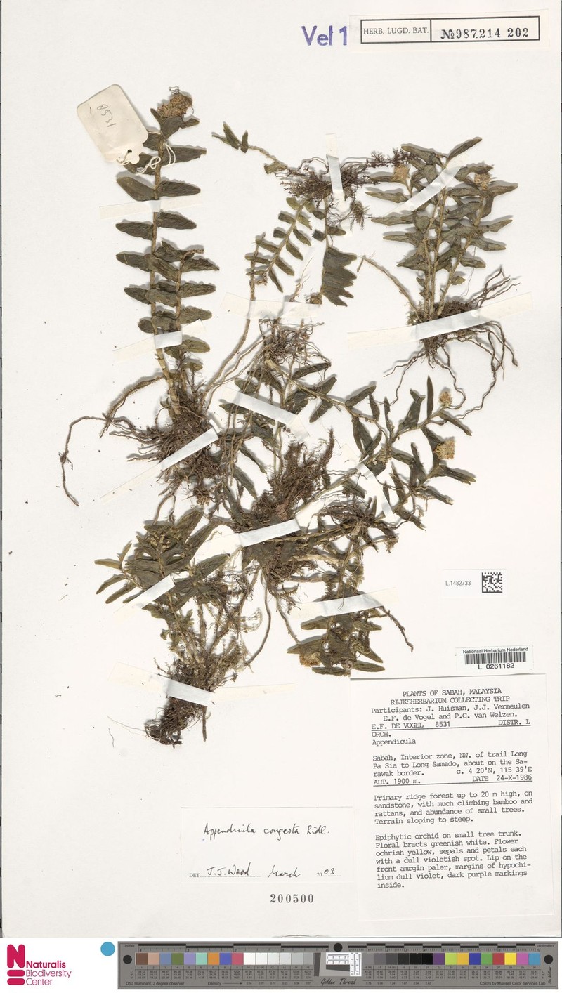 Appendicula congesta photo 8