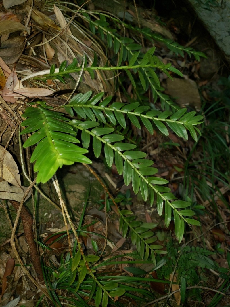Appendicula cornuta