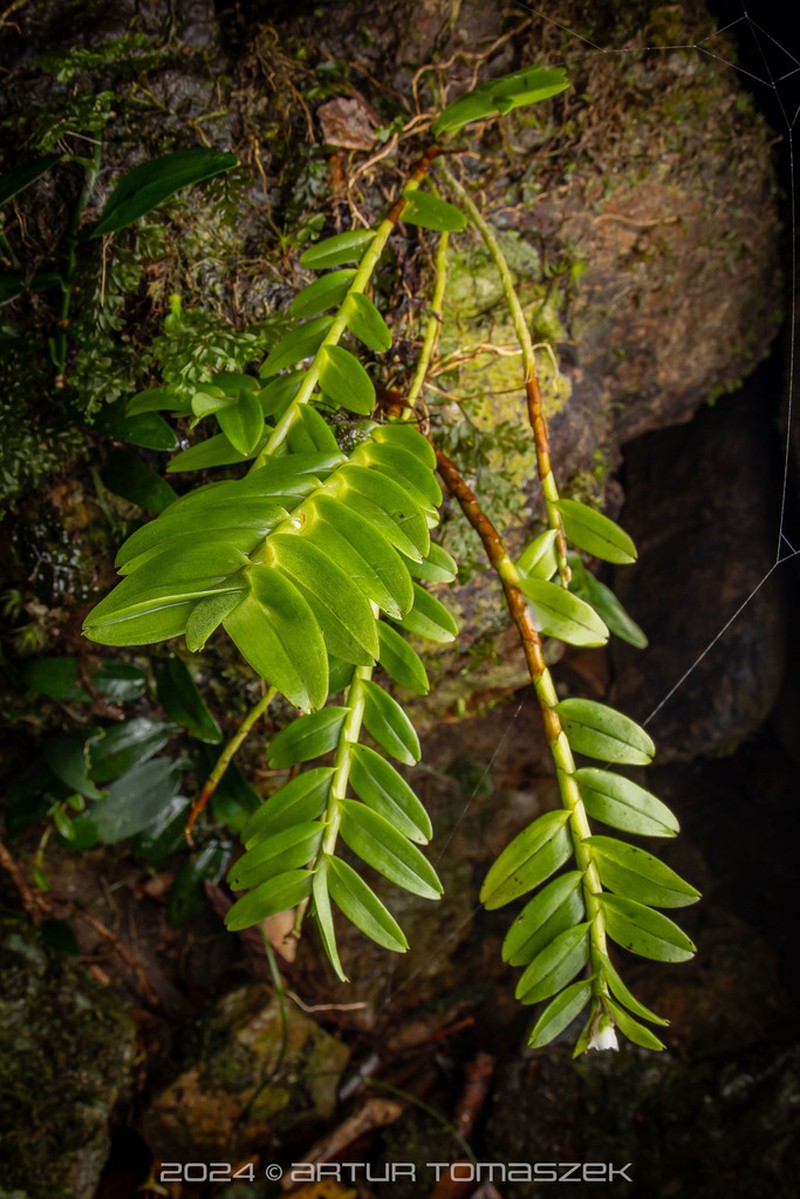 Appendicula cornuta photo 2