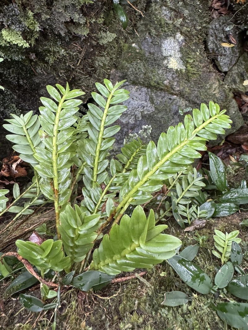 Appendicula cornuta photo 3