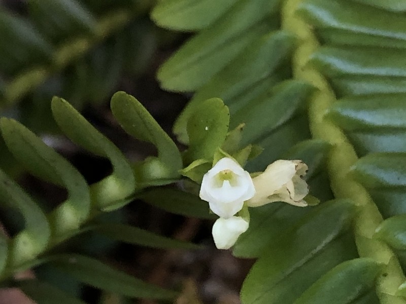 Appendicula cornuta photo 8