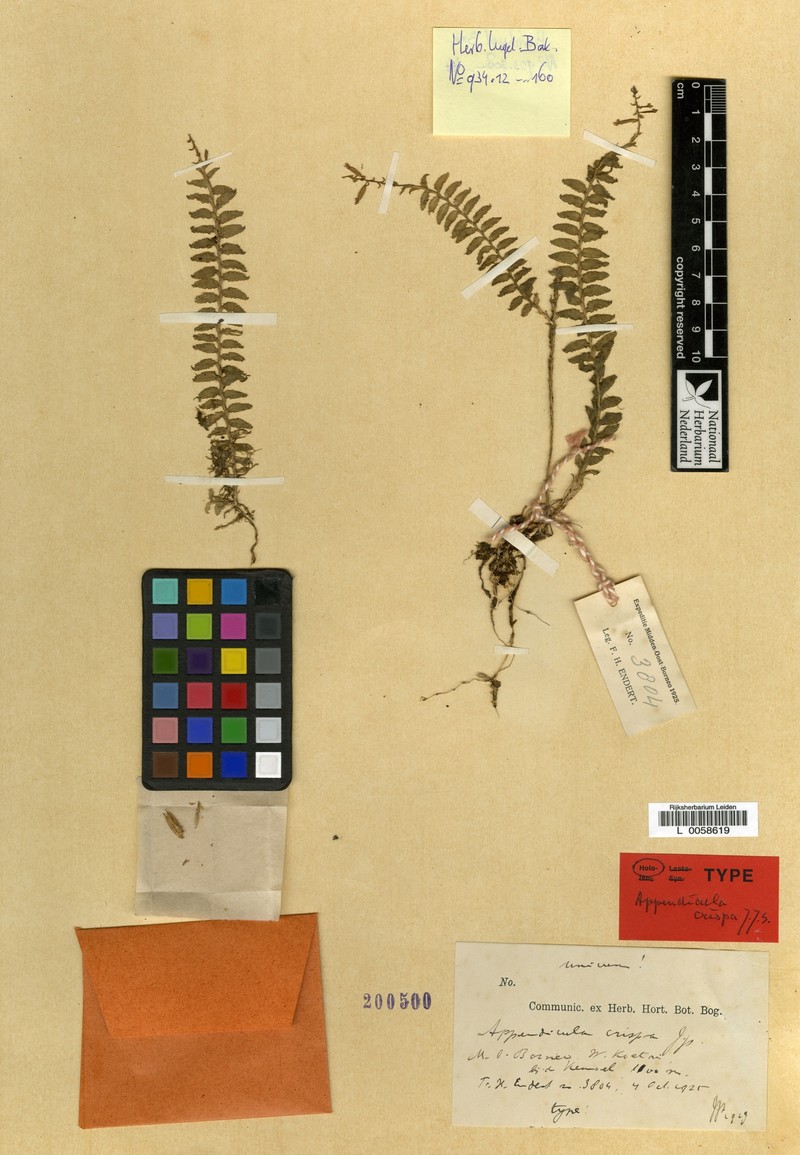 Appendicula crispa