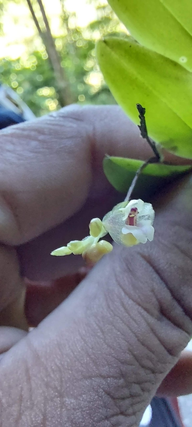 Appendicula cristata