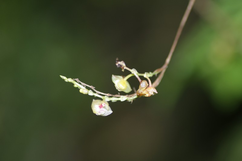 Appendicula cristata photo 2