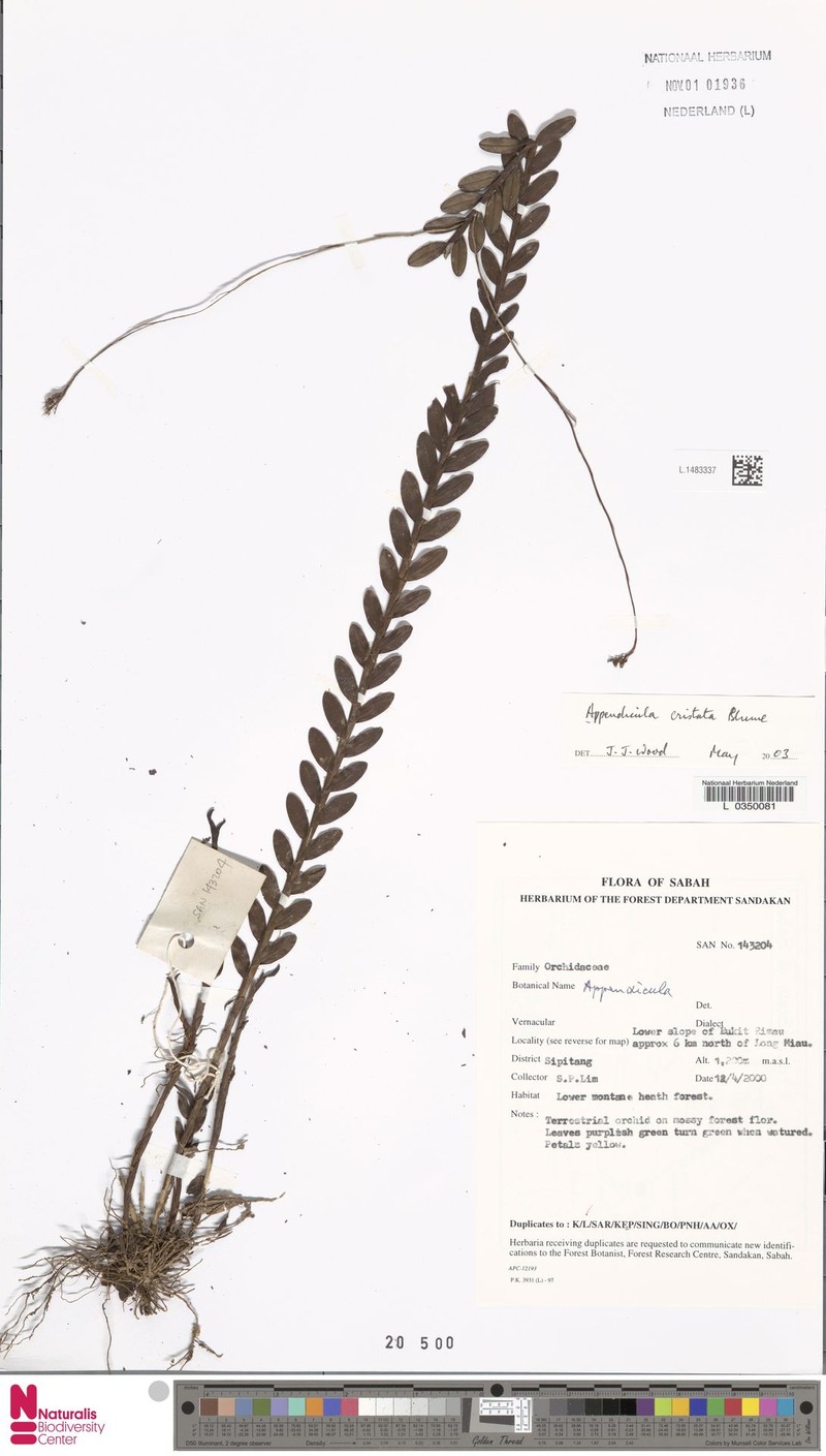 Appendicula cristata photo 3