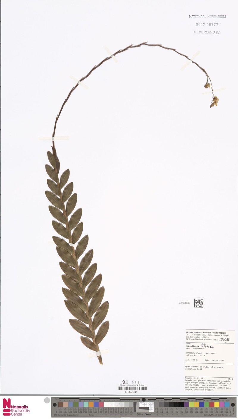 Appendicula cristata photo 4