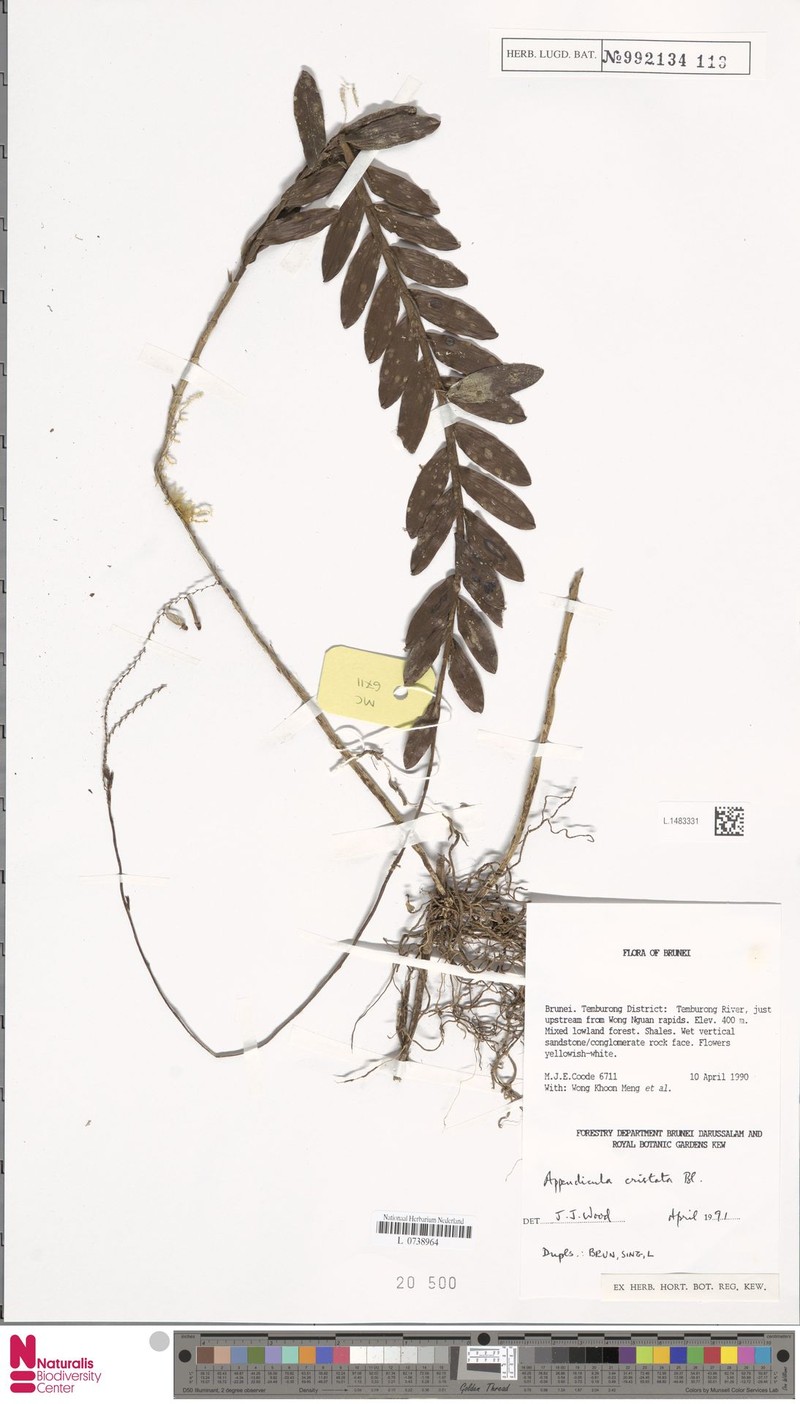 Appendicula cristata photo 5