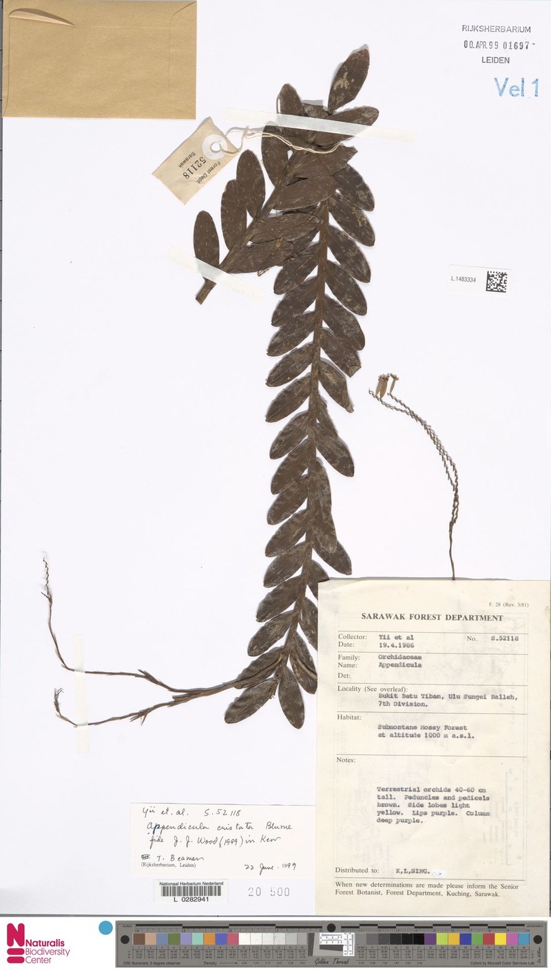 Appendicula cristata photo 6
