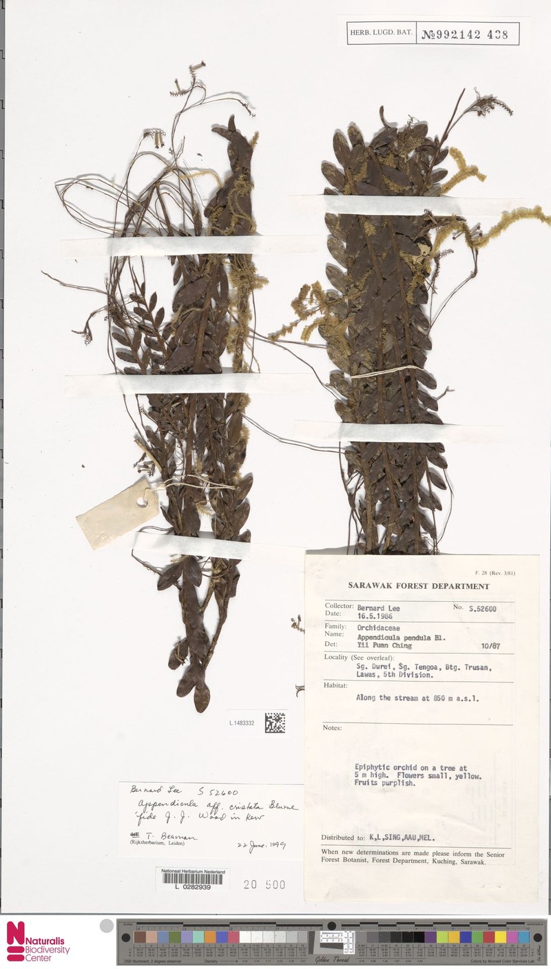 Appendicula cristata photo 8