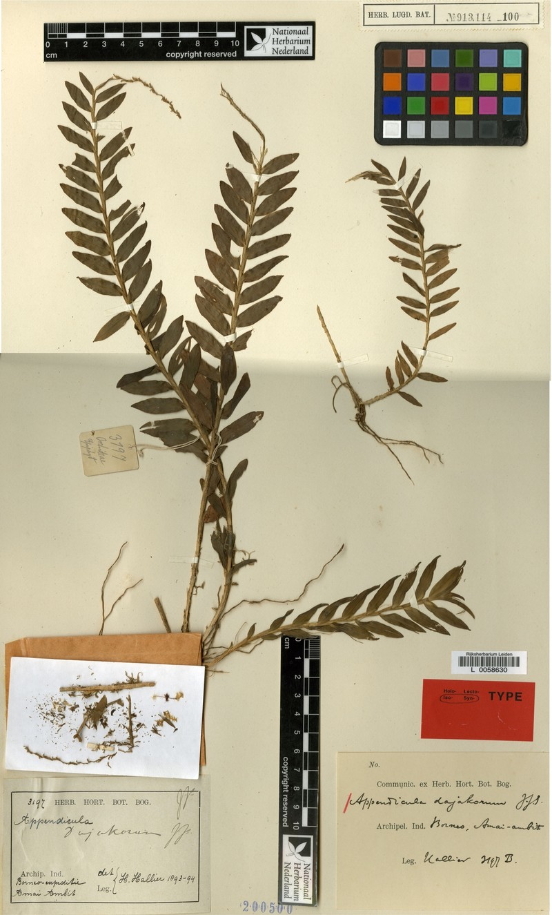 Appendicula dajakorum