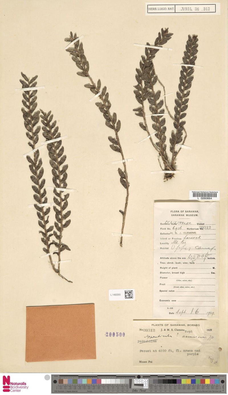Appendicula damusensis