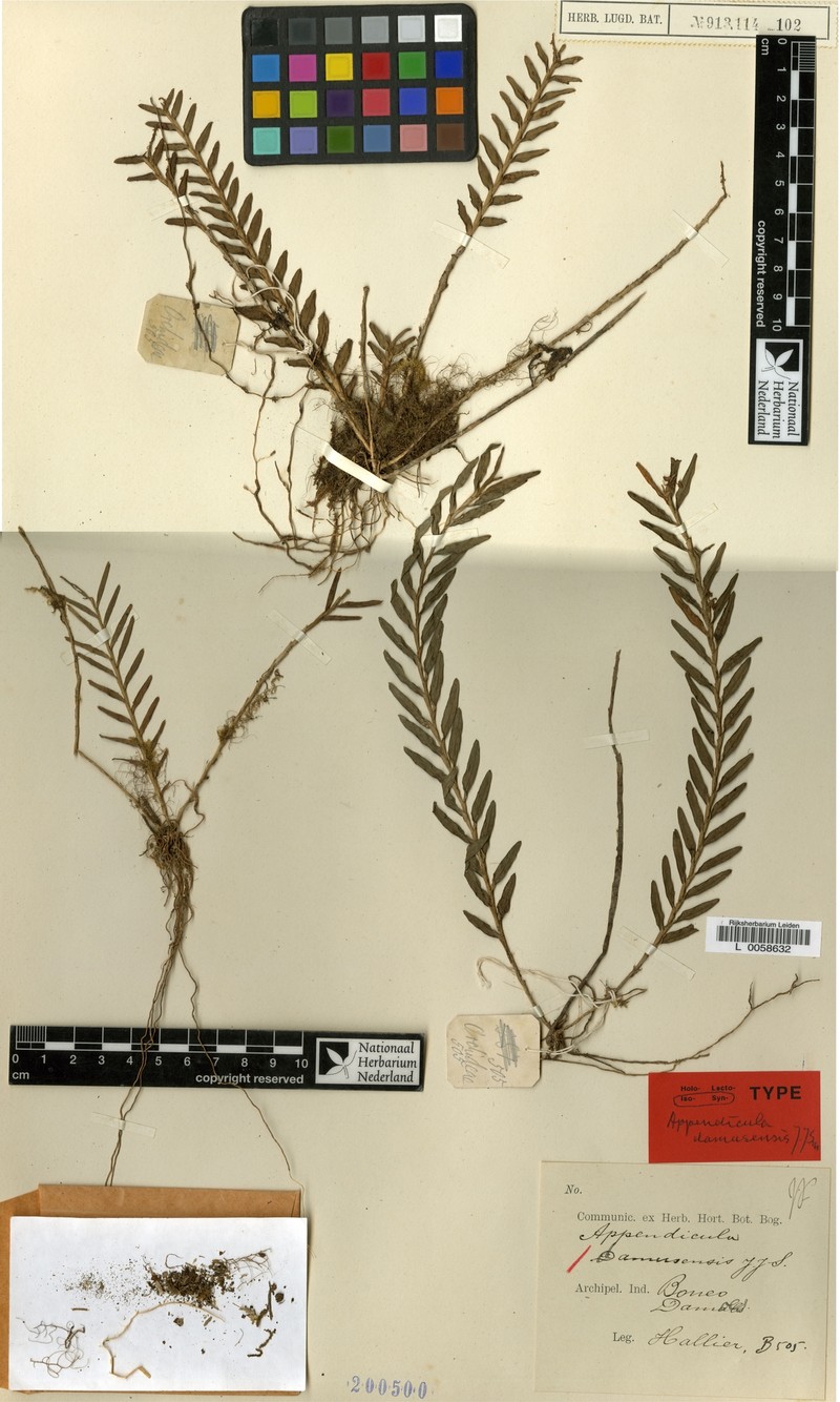 Appendicula damusensis photo 2