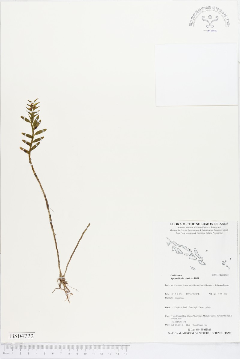 Appendicula disticha