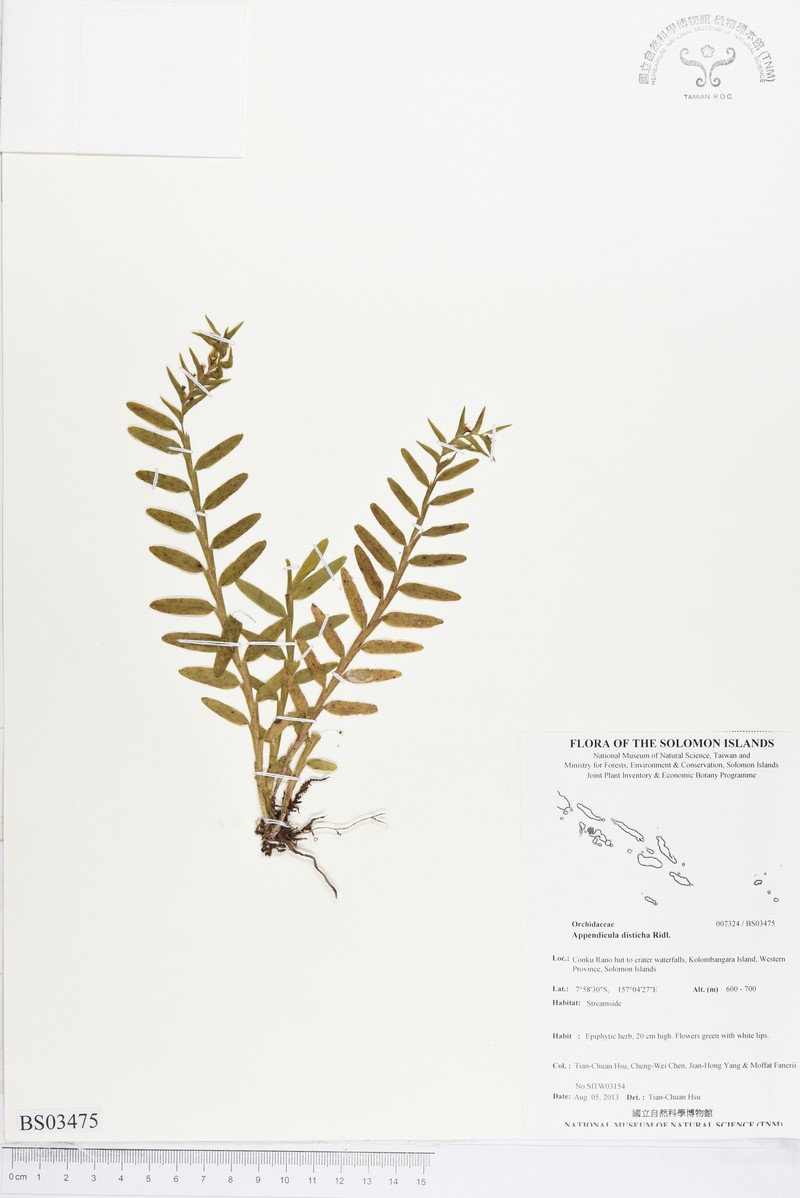Appendicula disticha photo 2