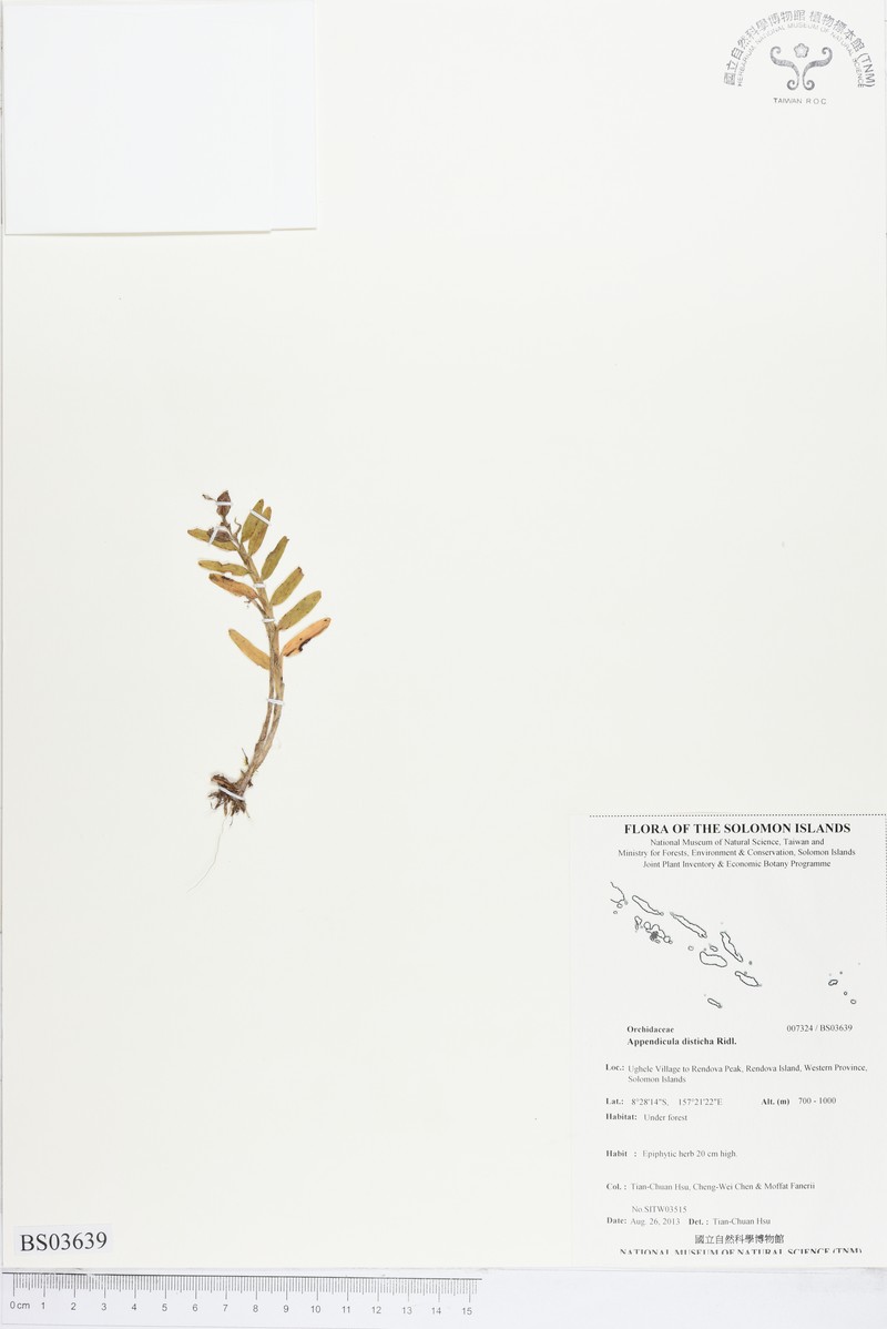 Appendicula disticha photo 3