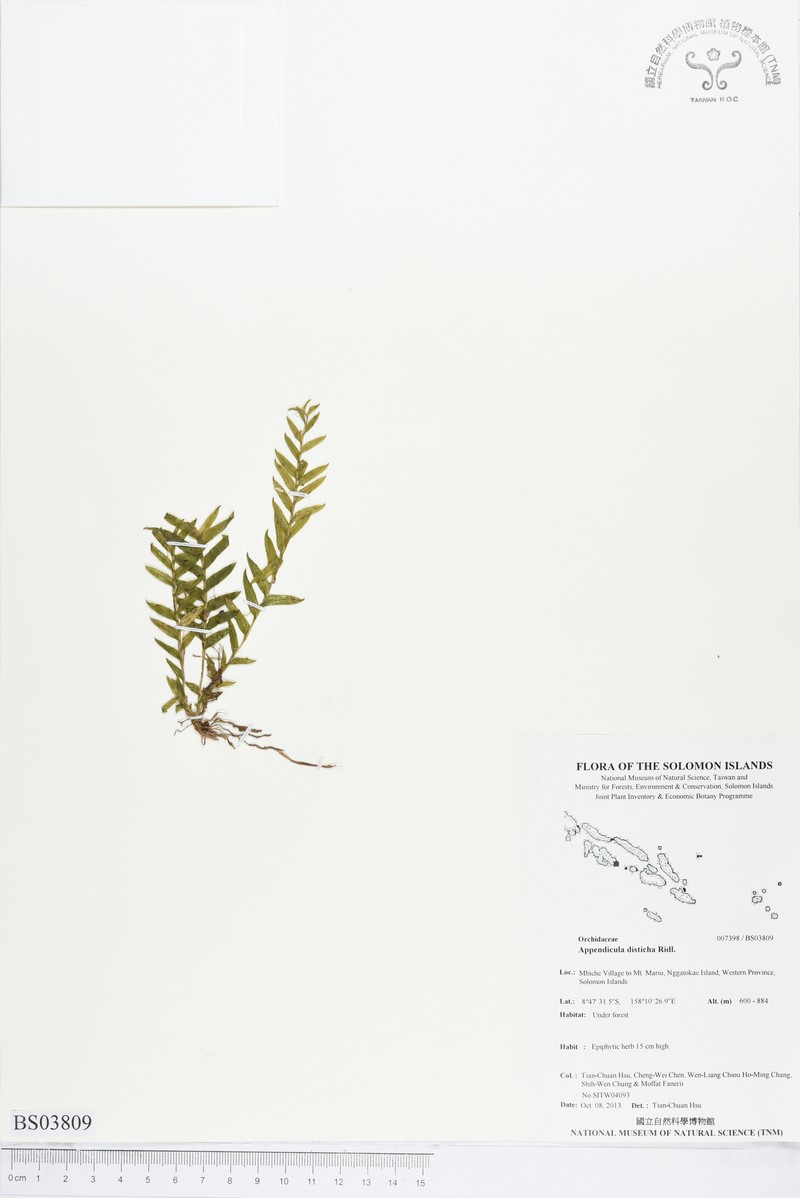 Appendicula disticha photo 4