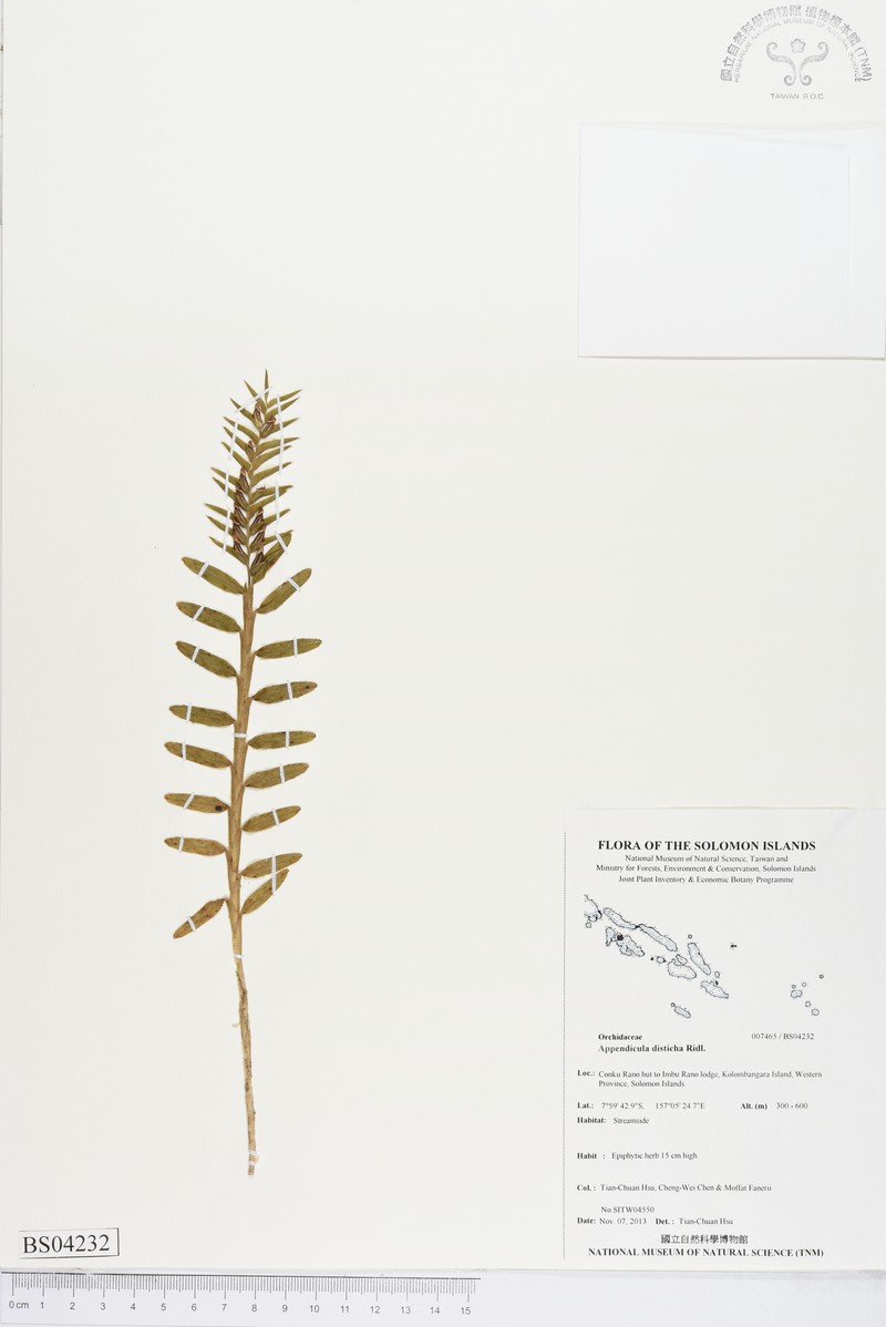 Appendicula disticha photo 5