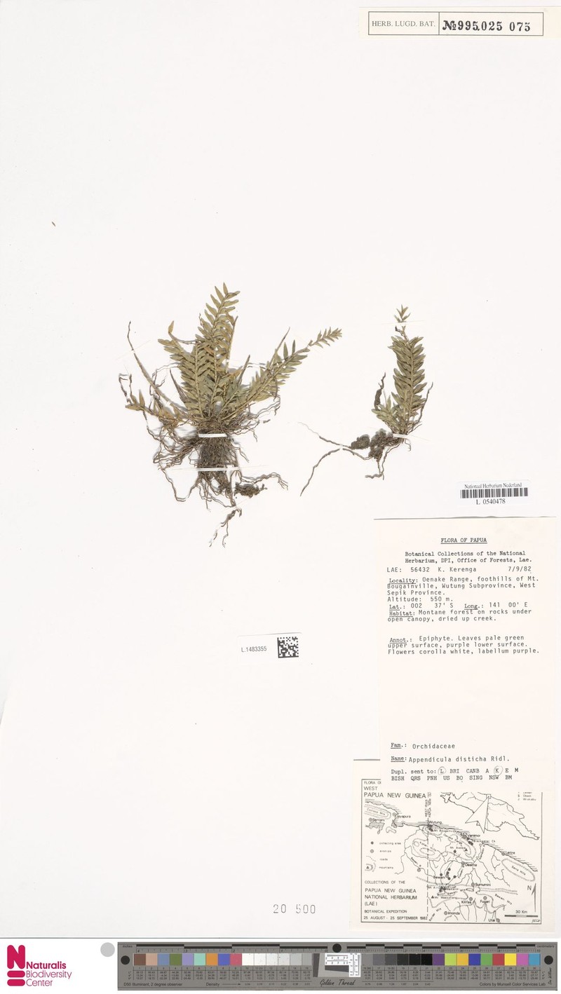 Appendicula disticha photo 6