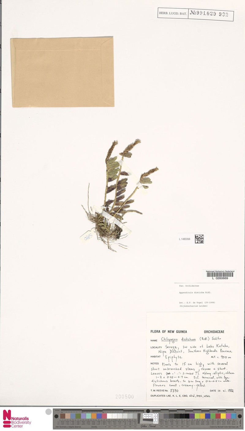 Appendicula disticha photo 7